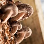 Le pouvoir des champignons